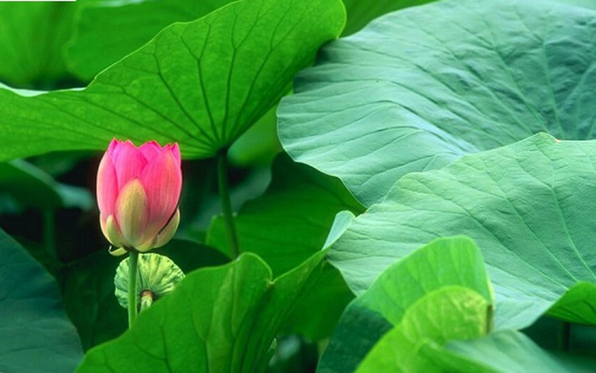 Nước lá sen có tác dụng gì ? Những người không nên uống nước lá sen