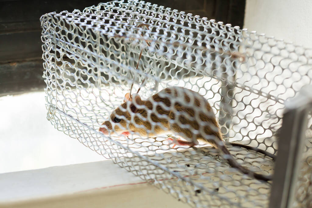 Thuốc nào điều trị bệnh dịch hạch hiệu quả?