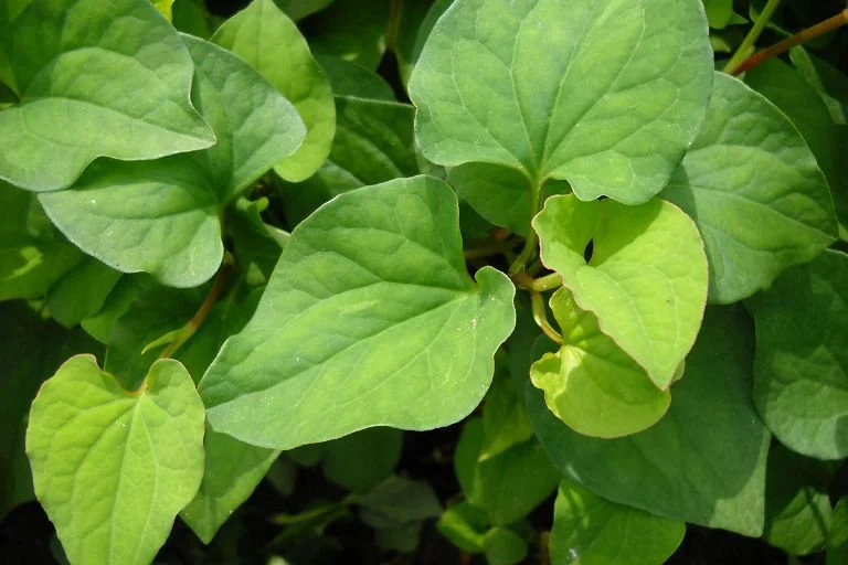 Bí quyết làm đẹp từ rau diếp cá