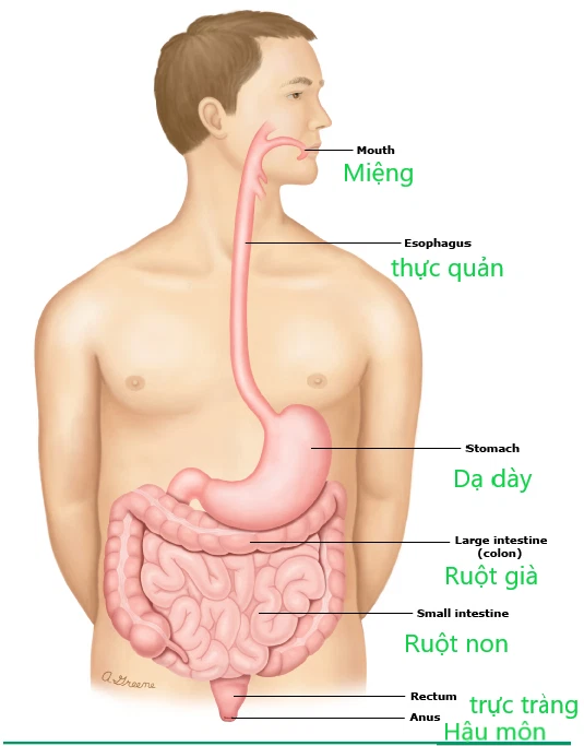 Bệnh Celiac (Không dung nạp Gluten)