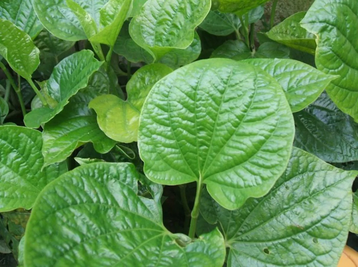Mỗi tối ngâm tay bằng lá này, mồ hôi chân tay giảm rõ rệt sau vài ngày