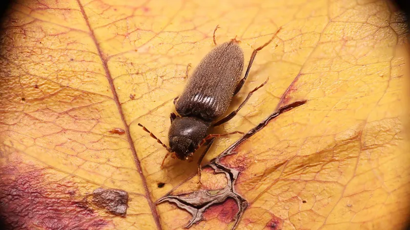 Con mọt gỗ có gây tổn hại cho con người không?