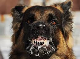 Chó không bị dại cắn có sao không?