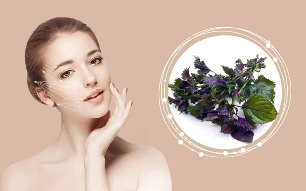 Gợi ý một số mẹo làm đẹp từ lá tía tô giúp da sáng mịn, hồng hào như da em bé