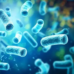 Lactobacillus là gì? Tác dụng và những điều cần lưu ý