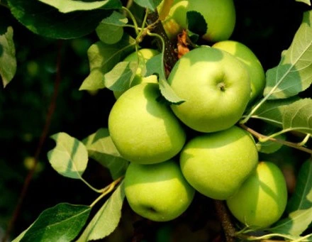 Táo - Thuốc quý cho người tiểu đường và tim mạch