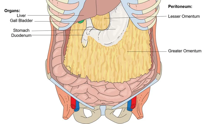 Mạc nối nhỏ: chức năng và lợi ích