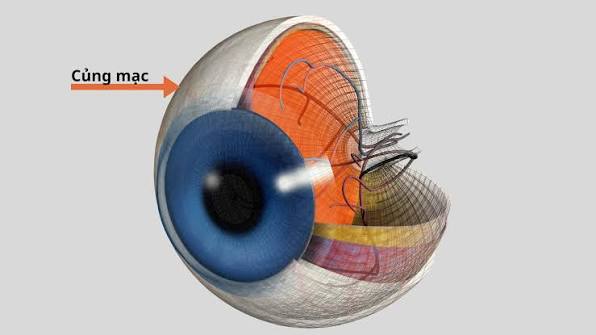 Củng mạc mắt là gì? Cấu tạo, chức năng và những bệnh lý thường gặp