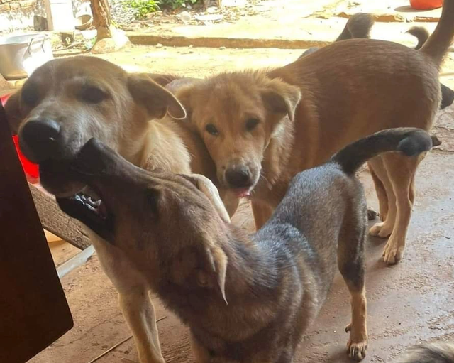 Dấu hiệu nhận biết chó bị nhiễm virus dại và cách phòng ngừa