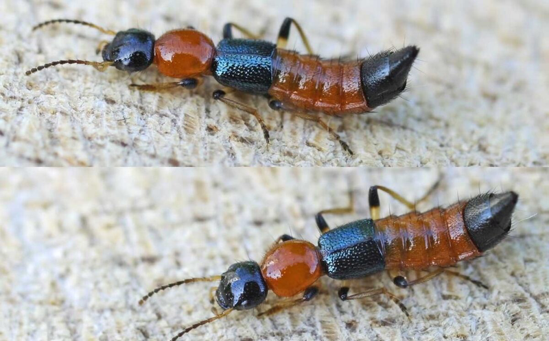 Giải đáp: Khi bị kiến ba khoang đốt bao lâu thì khỏi?