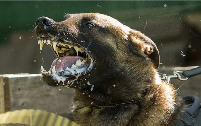 90% trường hợp tử vong vì chó cắn do không đi tiêm phòng dại