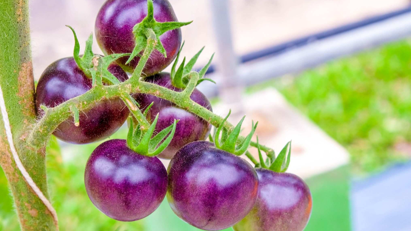 Cà chua tím có tác dụng gì? Giá trị dinh dưỡng có trong cà chua tím