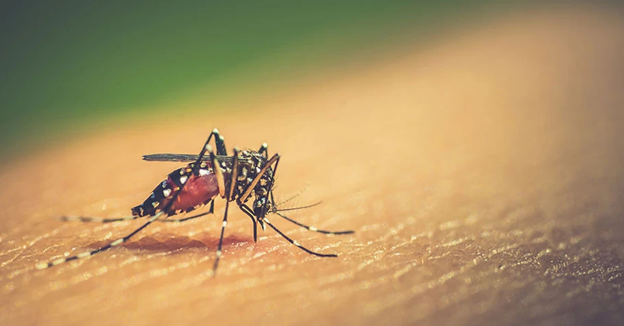 Cách chăm sóc bệnh nhân sốt xuất huyết tại nhà