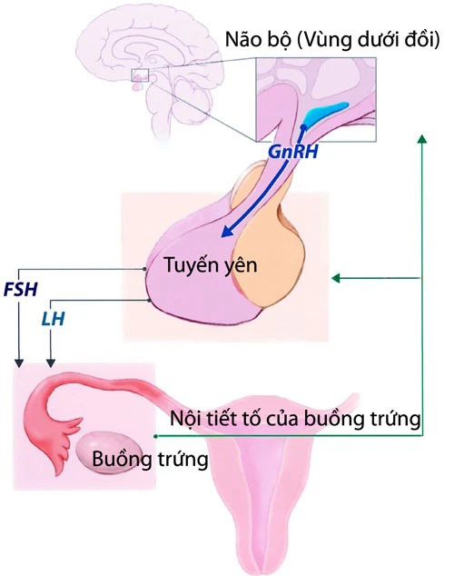 Dậy thì sớm: Nguyên nhân, yếu tố nguy cơ và tác hại