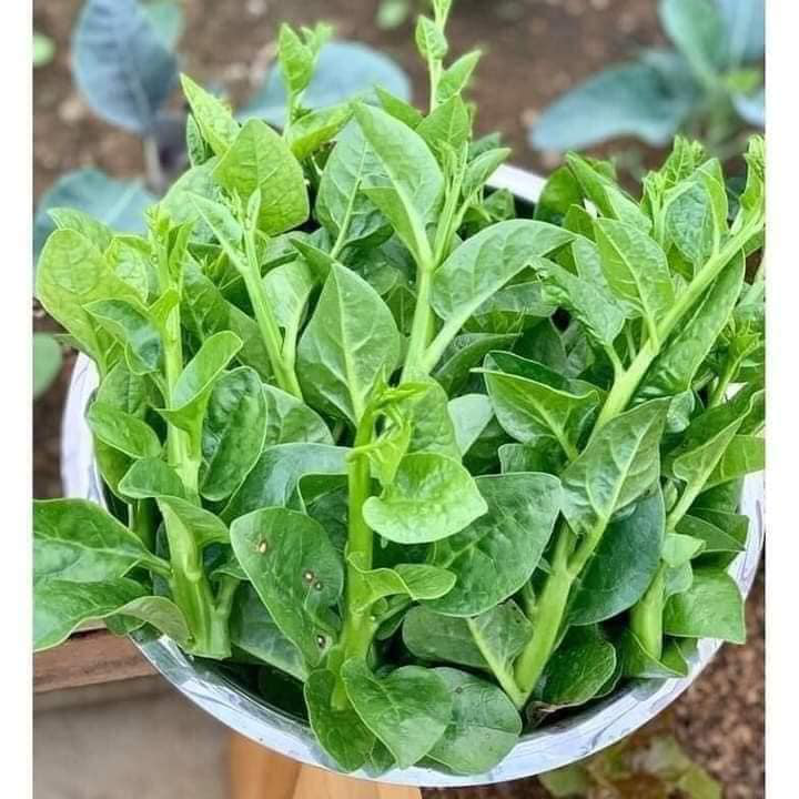 Nắng mới, nên ăn rau mồng tơi vì những lý do này